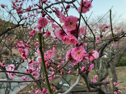 梅の花