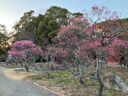 梅の花